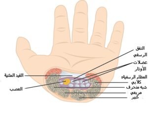 تشريح النفق الرسغي والعصب الأوسط