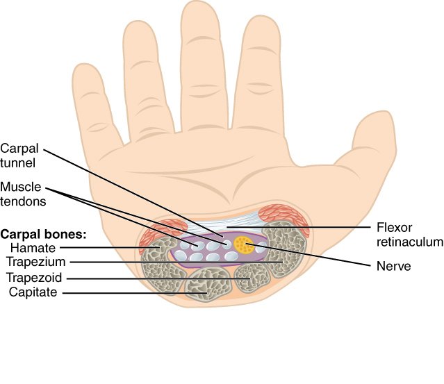 Anatomy of the carpal tunnel showing the median nerve, tendons and flexor retinaculum