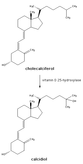 Conversion of vitamin D3 to 25-hydroxyvitamin D, the form measured by the vitamin D test